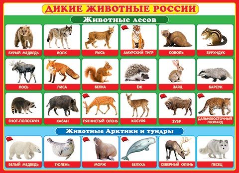Картинка Дикие животные России 0-02-290А от магазина «Мишка Панда»